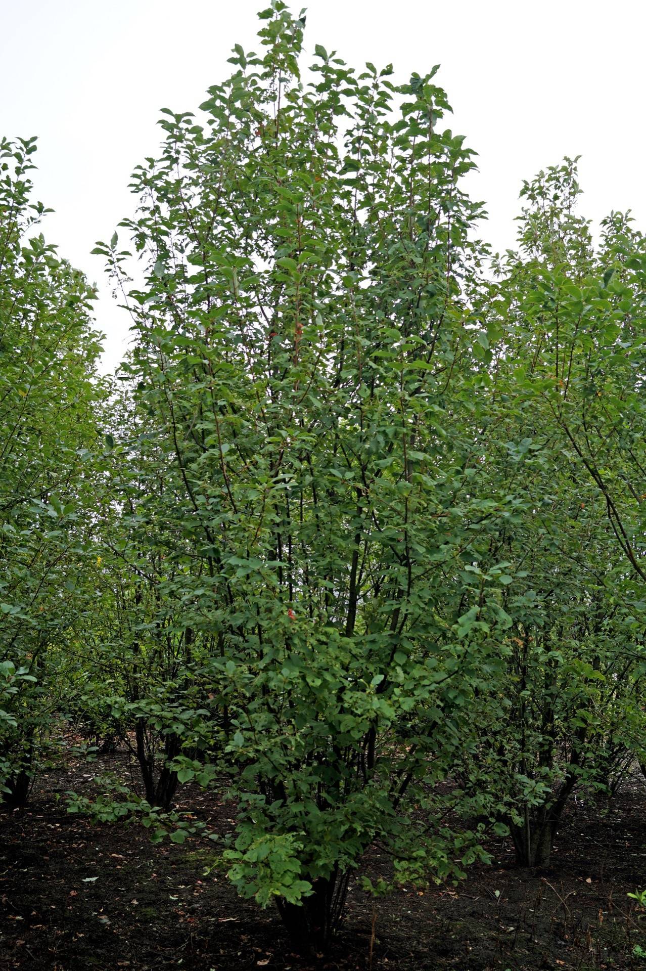 Prunus padus_06